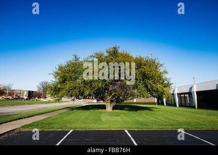 Wide angle shot of a very wide lone tree across a parking lot and field in spring Stock Photo