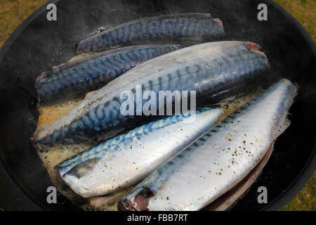 frying mackerels with butter in a pan; mackerel caught at the Atlantic coast of West-Ireland Stock Photo