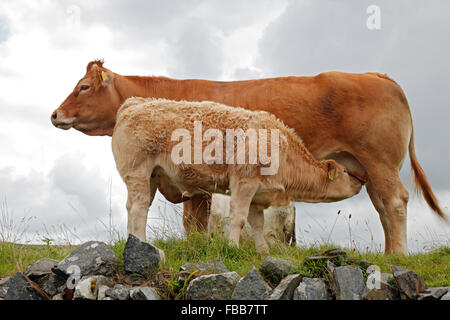 calf suckling Stock Photo
