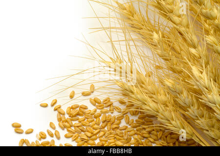 Wheat Stocks and Scattered Grain On White Background. Stock Photo