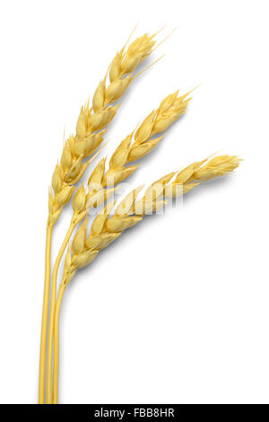 Three Stocks of Wheat Isolated on White Background. Stock Photo