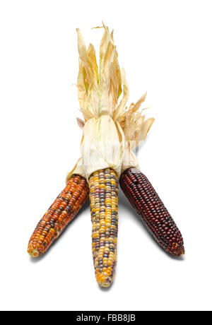 Three Cobs of Indian Corn Isolated on White Background. Stock Photo