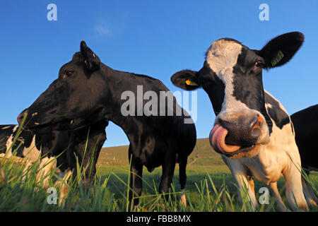 Holstein Cows - black and white patched cows (Bos taurus) Stock Photo