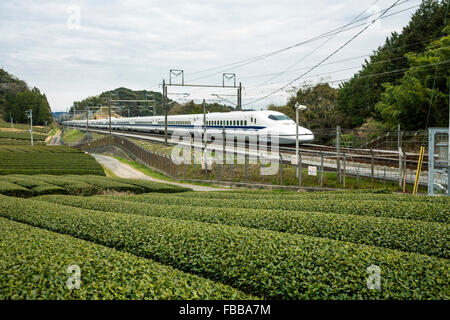 Tea plantations and Shinkansen,Kanagawa,Japan Stock Photo