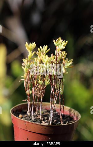 Growing Ice plant succulent or also known as  Lampranthus in a pot Stock Photo