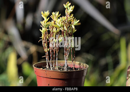 Growing Ice plant succulent or also known as  Lampranthus in a pot Stock Photo