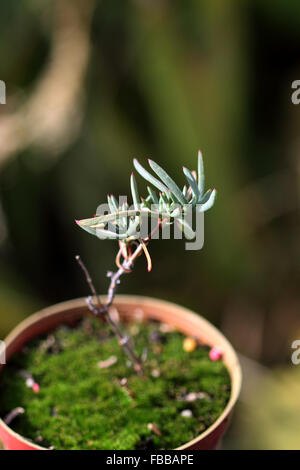 Growing Ice plant succulent or also known as  Lampranthus in a pot Stock Photo