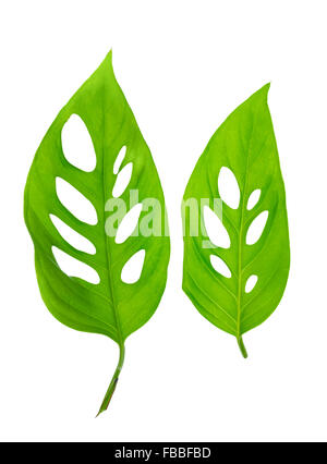 beautiful young green monstera (var. expilata) leafs is isolated on white background, close up Stock Photo