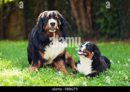 Bernese mountain dog, on the grass Stock Photo