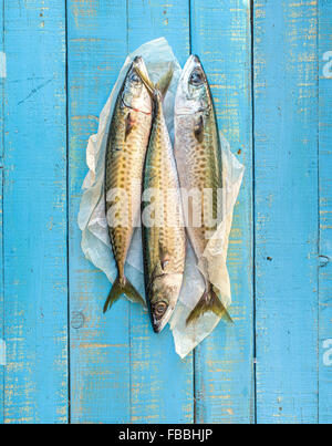 Three fresh mackerels (Scomber scombrus) on a rustic mediterranean blue wooden table. Stock Photo