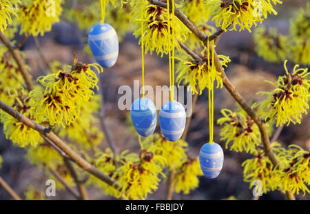 Osterstrauch Hamamelis - hamamelis shrub in easter time 09 Stock Photo