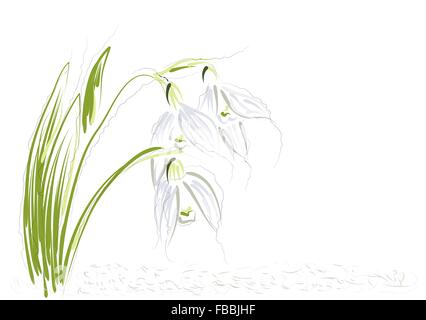 snowdrops. abstract flowers on a white background Stock Vector
