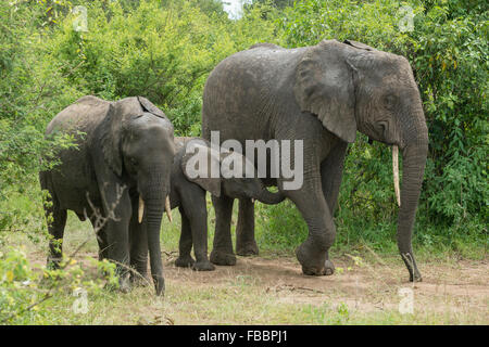 Elephants in Queen Elizabeth National Park, Uganda Stock Photo