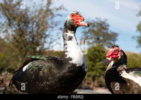 Muscovy duck Stock Photo