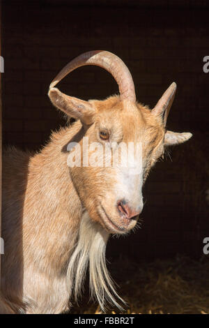 Billy Goat Stock Photo
