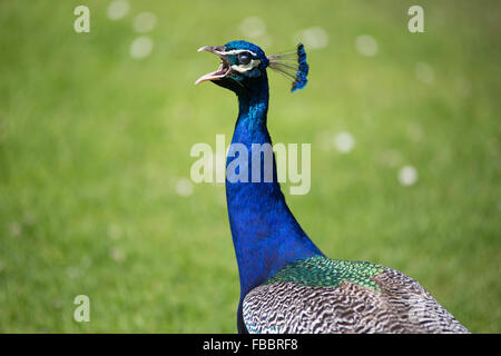 Peacock making noise in the field Stock Photo