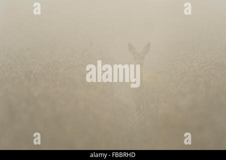 Female Western Roe deer / Reh ( Capreolus capreolus ) stands in a grain field, heavy fog, wildlife, Germany. Stock Photo