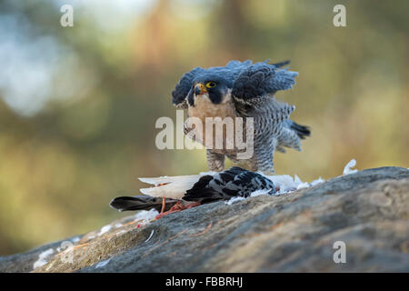 Peregrine Falcon / Wanderfalke ( Falco peregrinus ) feeding on prey, in natural surrounding, shaking off its feathers. Stock Photo