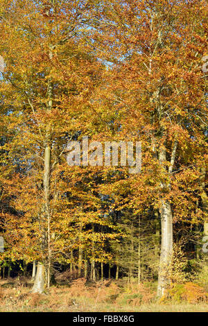 European or Common Beech - Fagus sylvatica Autumn Trees Stock Photo