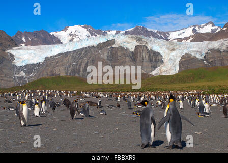 King penguin colony Gold Harbour, South Georgia Stock Photo