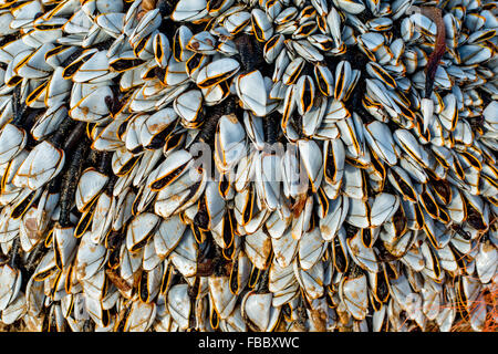 Goose barnacles, Lepas anatifera, attached to flotsam at Freshwater West, Pembrokeshire, Wales, UK