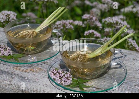 Common Valerian, herb tea, herbal tea, Baldriantee, Kräutertee, Heiltee, Echter Baldrian, Baldrianblüten, Valeriana officinalis Stock Photo