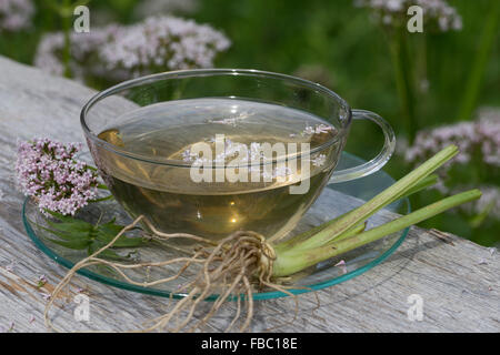 Common Valerian, herb tea, herbal tea, Baldriantee, Kräutertee, Heiltee, Echter Baldrian, Baldrianblüten, Valeriana officinalis Stock Photo