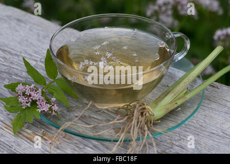 Common Valerian, herb tea, herbal tea, Baldriantee, Kräutertee, Heiltee, Echter Baldrian, Baldrianblüten, Valeriana officinalis Stock Photo
