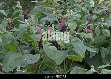 American Pokeweed, fruit, Amerikanische Kermesbeere, Kermes-Beere, Früchte, Frucht, Phytolacca americana, Phytolacca decandra Stock Photo