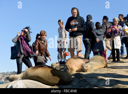 Tourists gathered around resting seals / sea lions near La Jolla Cove in San Diego, California Stock Photo