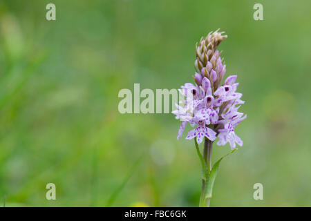 Common Spotted Orchid; Dactylorhiza fuchsii Flower; Anglesey; UK Stock Photo