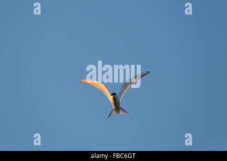Common Tern; Sterna hirundo Single Hovering in Flight Anglesey; UK Stock Photo