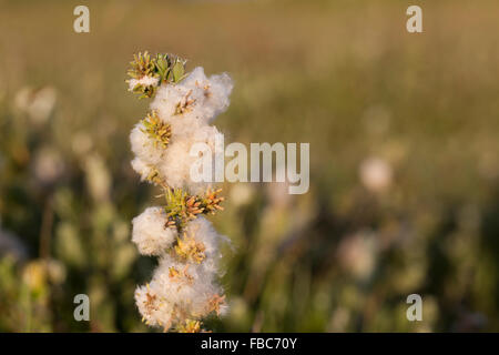 Creeping Willow; Salix repens Seeds; Anglesey; UK Stock Photo