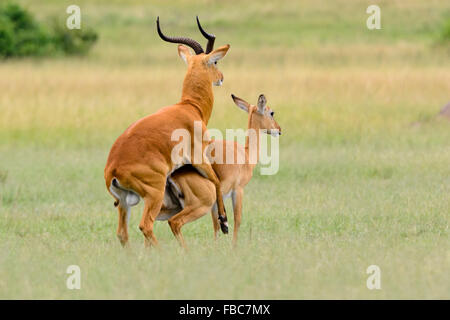 Ugandan Kob antelope during mating, Queen Elizabeth National Park, Uganda Stock Photo