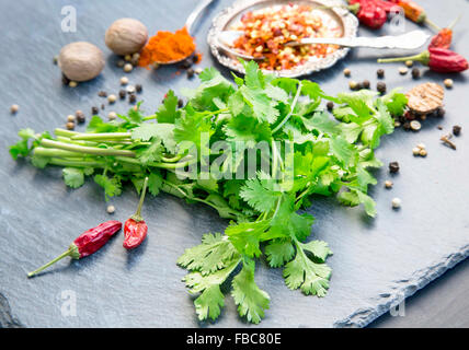 Bunch of fresh green coriander herb with chili and condiments