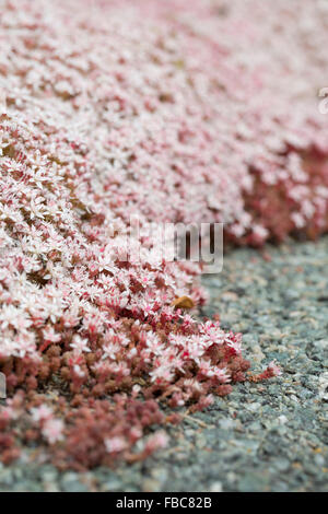 English Stonecrop; Sedum anglicum Flowers; Anglesey; UK Stock Photo