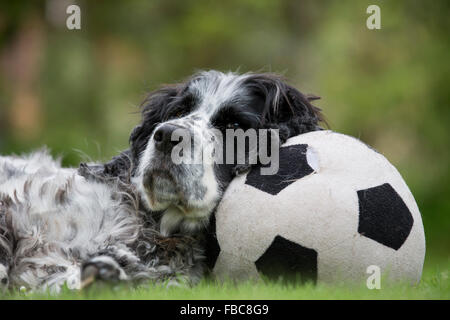 Springer Spaniel; Single Lying on a Ball Cornwall; UK Stock Photo