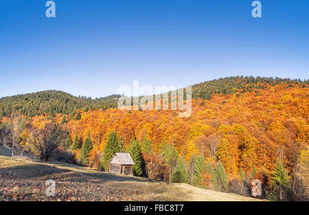 Autumn colorful beech trees , countryside landscape Stock Photo