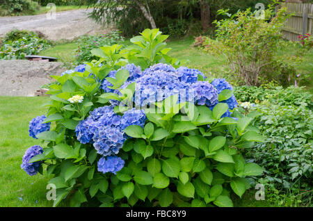 beutiful garden hortensia with blue flower Stock Photo