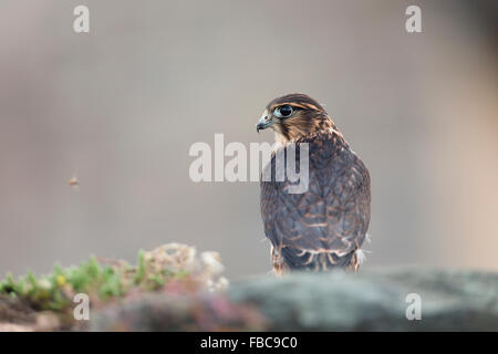 Merlin; Falco columbarius Single Young Male Wales; UK Stock Photo