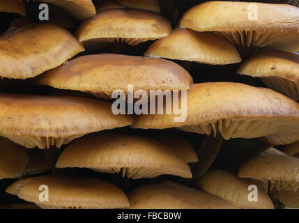 Small toadstool fungi Flammulina velutipes Velvet Foot Shank Stock Photo