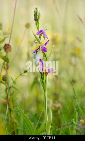 Ophrys apifera var.trollii -Wasp Orchid in flower in grassland meadow Stock Photo