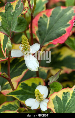 Houttuynia cordata lizard tail, chameleon plant, heartleaf, fishwort Stock Photo