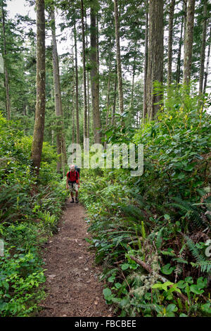 BRITISH COLUMBIA - Hiker on a forested section of the West Coast Trail in the Pacific Rim National Park on Vancouver Island. Stock Photo