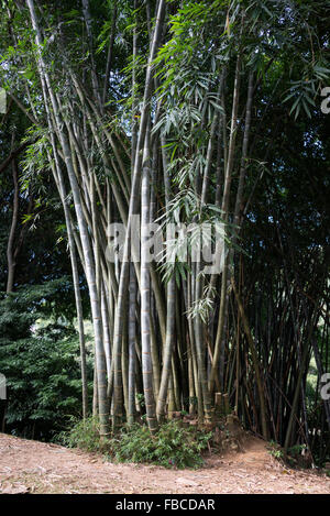 A clump of giant bamboo cane of Burma is the largest Known in the world ...