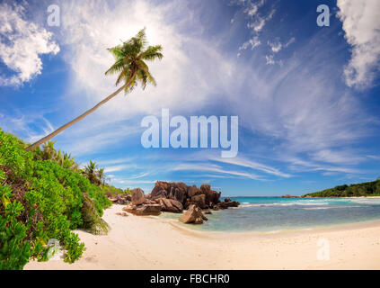 Palm tree on most beautiful Anse Cocos beach, La Digue, Seychelles, panorama Stock Photo