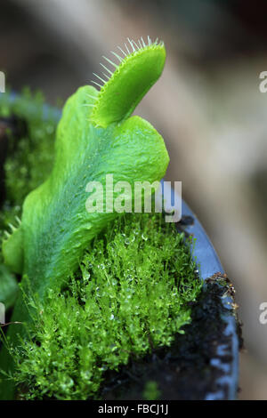 Dionaea muscipula or known as Venus Fly trap young plant Stock Photo