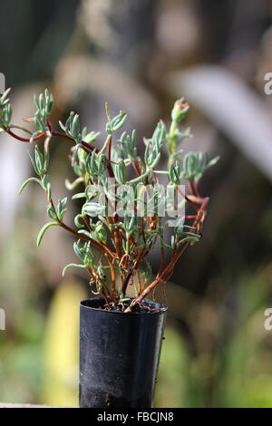 Growing Ice plant succulent or also known as  Lampranthus in a pot Stock Photo