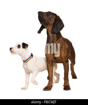 russel terier and bavarian mountain dog on white Stock Photo