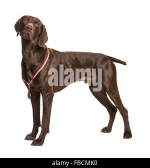 German Short-Haired Pointer on white Stock Photo